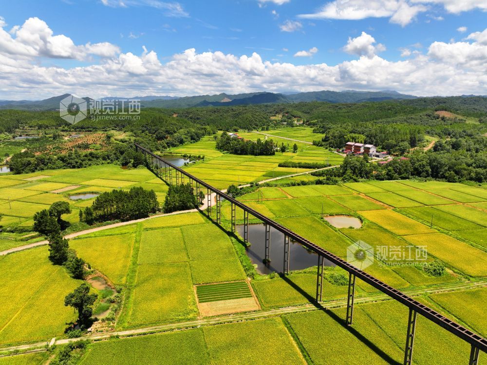 6月27日，江西省吉安市泰和縣上模鄉油洲村高架引水工程橫跨金色田園，為水稻灌溉輸送源源不斷的生態活水，保障糧食豐產豐收。