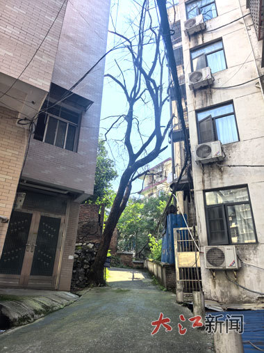 枯死的樟樹樹枝搖搖欲墜。