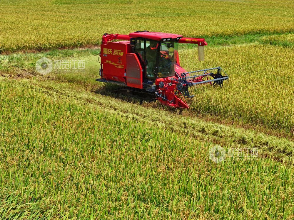 7月3日，江西省吉安市泰和县塘洲镇粮食主产区，农民驾驶收割机正在抢收早稻。