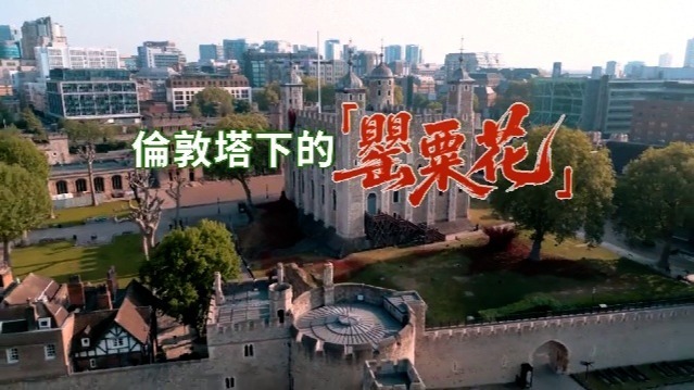 伦敦塔下的“罂粟花”