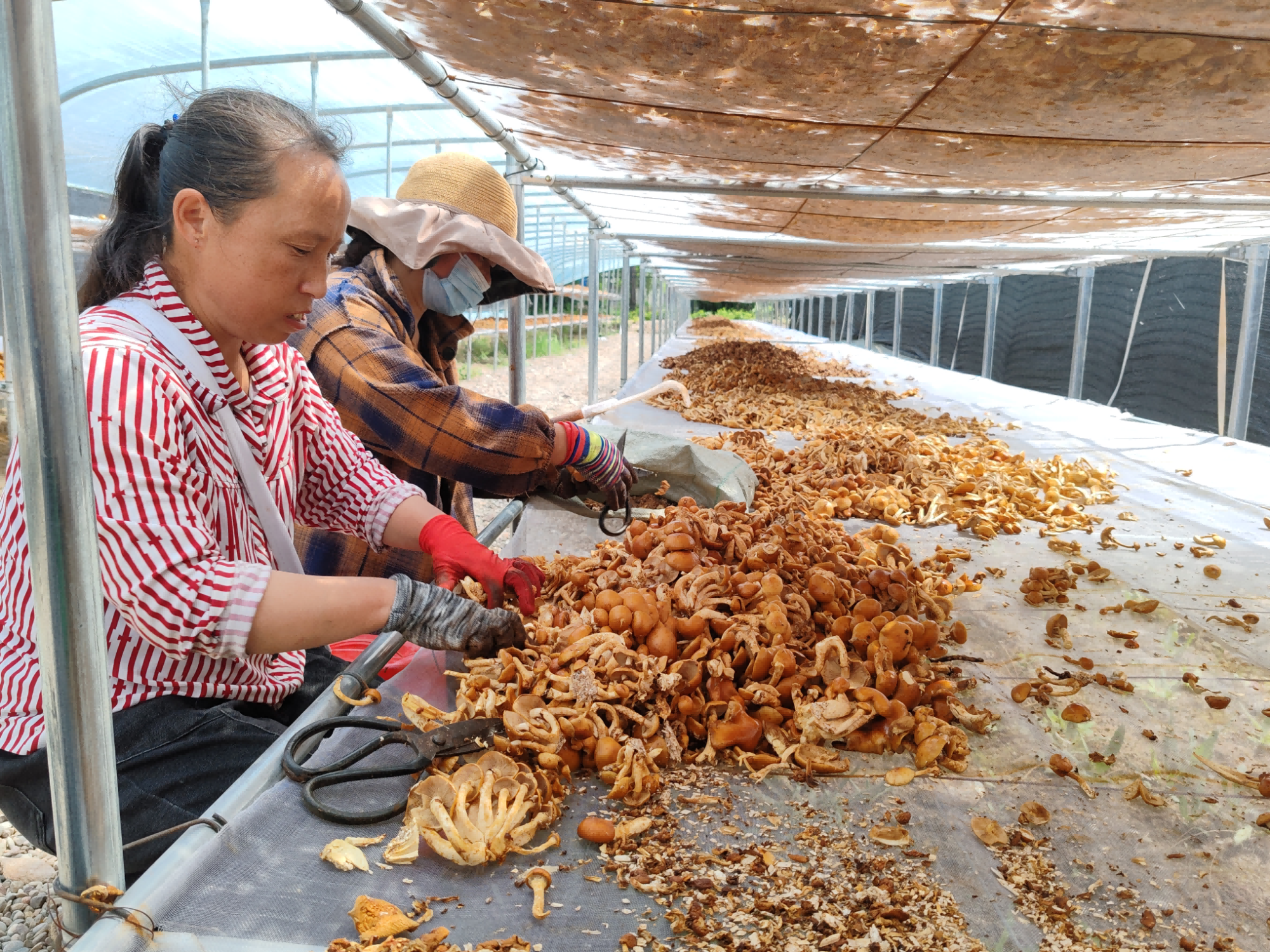 武当乡张坪村食用菌产业基地里工人正分拣晾晒滑子菇（马金满　摄）
