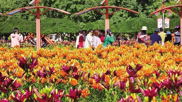 市民在百合公园赏花