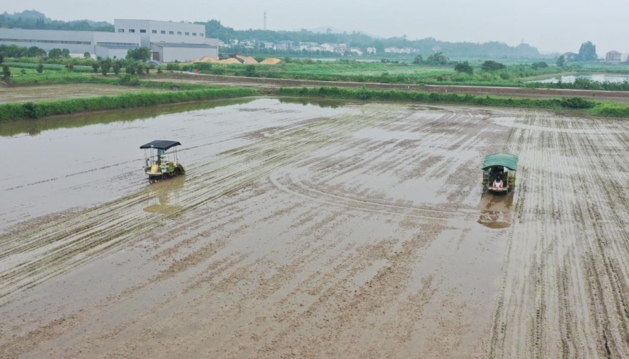 位于江西九江市彭澤縣國家現(xiàn)代農(nóng)業(yè)產(chǎn)業(yè)園的“稻蝦共作”基地，全面迎來了中稻栽插。（歐陽震 攝）