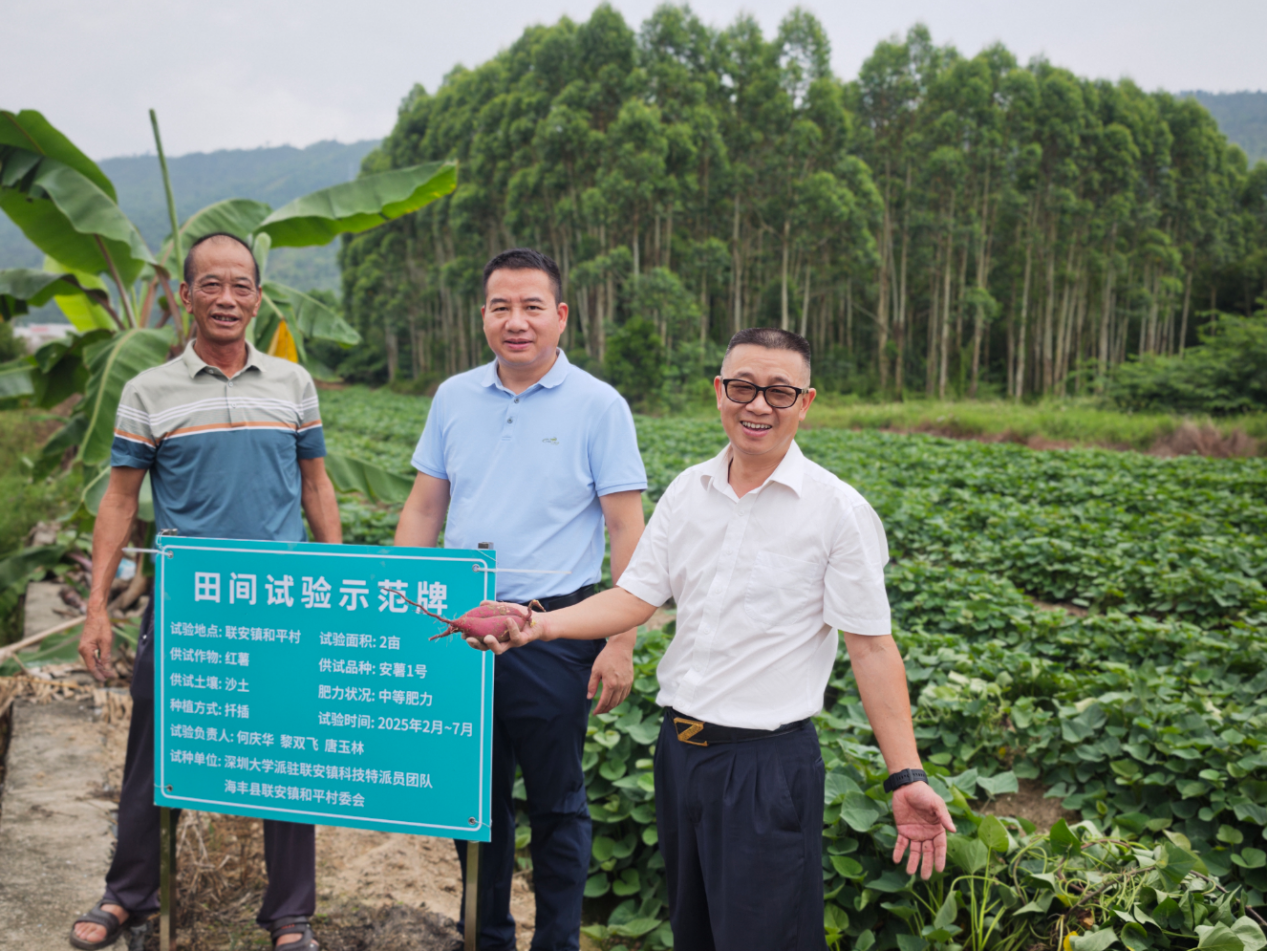 ▲深圳大学驻联安镇科技特派员在和平村试种“安蜜1号”番薯新品种