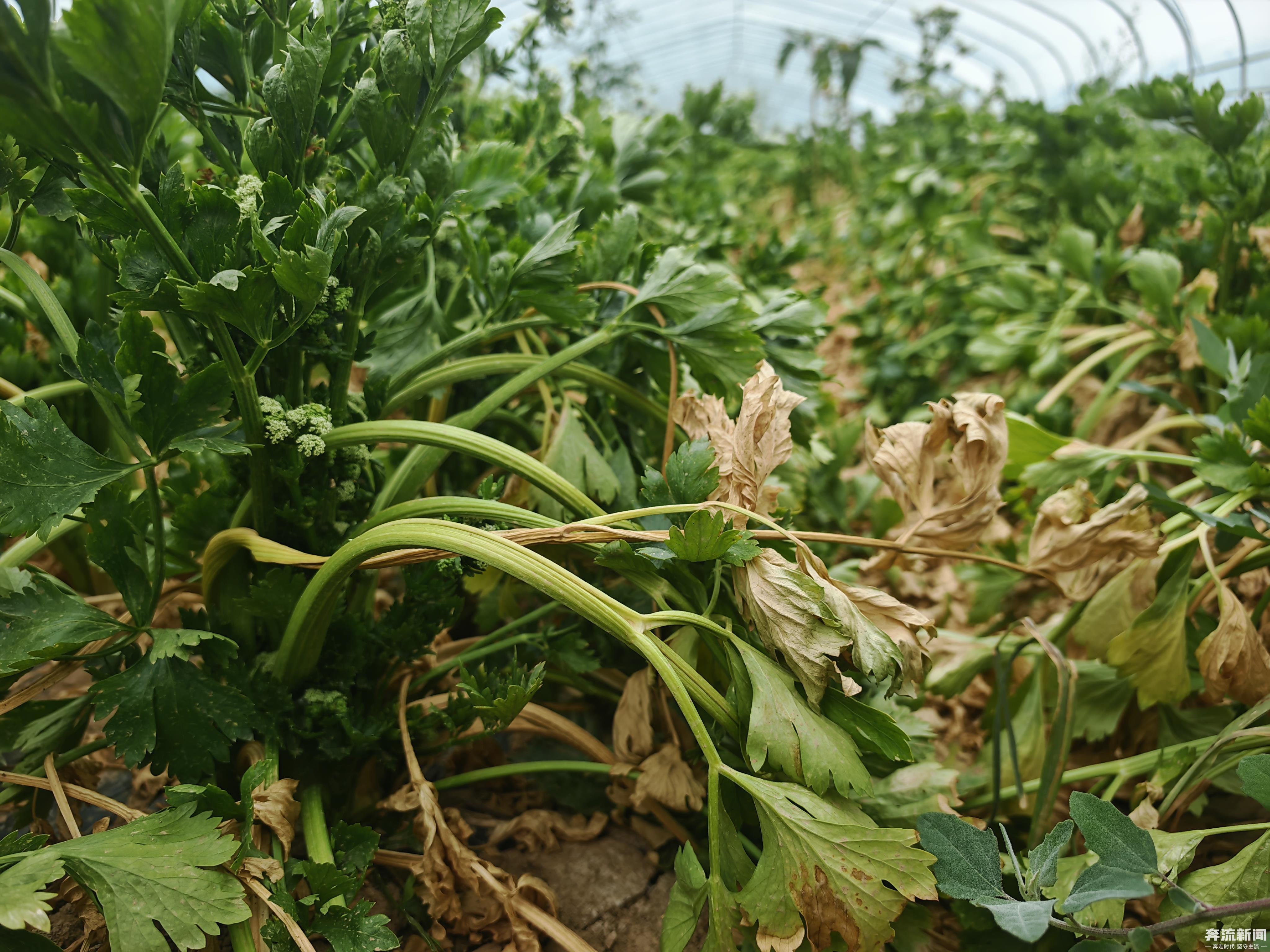 合作社涉嫌违约　菜农90座大棚遭断水几近绝收