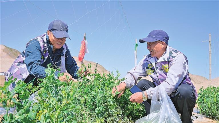 近日，祥和景苑社区联合兰州新区残疾人创业协会，依托残疾人创业协会荷兰豆种植基地，开展“指尖跃动希望，豆香助力梦想——荷兰豆采摘创收行动”，为残疾人群体搭建劳动实践平台，帮助残疾人实现就业增收。图为采摘荷兰豆。兰州新区报记者　姜波　摄