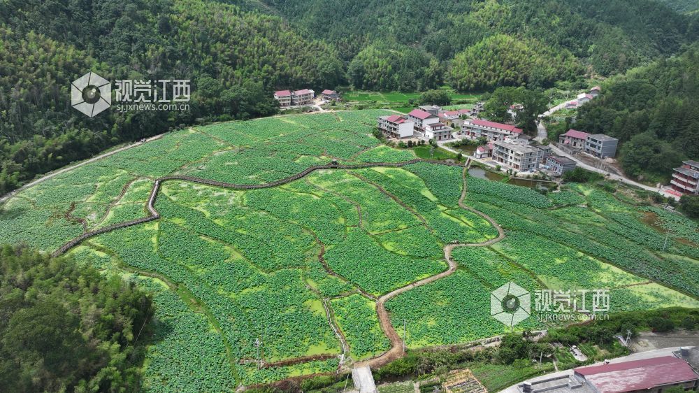 6月8日，在江西省永丰县君埠乡北寨村莲田里，白莲飘香四溢。娇艳荷花亭亭玉立，在翠绿荷叶间摇曳生姿，与美丽乡村相映成趣。游客们悠然漫步其间，沉醉于夏日独有的浪漫。