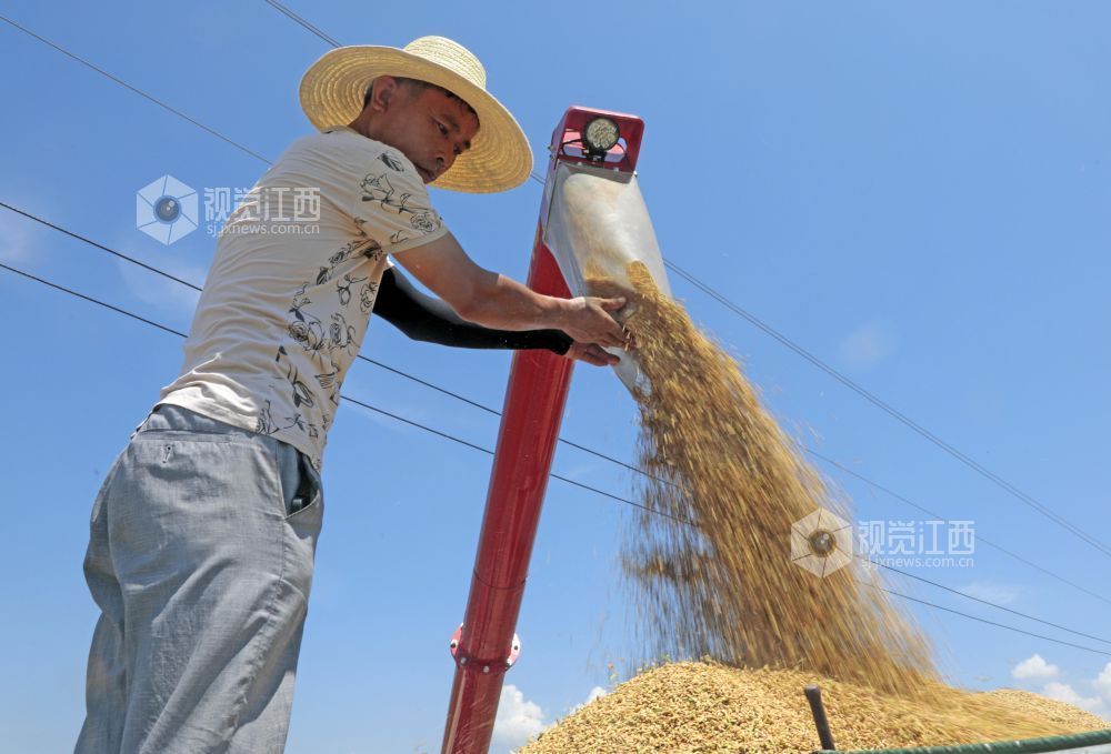 7月3日，江西省吉安市泰和县塘洲镇粮食主产区，农民正在抢收早稻。