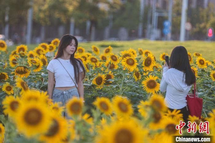 7月1日，江西南昌新建區，馬蘭圩濕地公園的大片向日葵正盛開，秀美的金色花海吸引了市民游客前來游園賞花。中新社記者 劉力鑫 攝