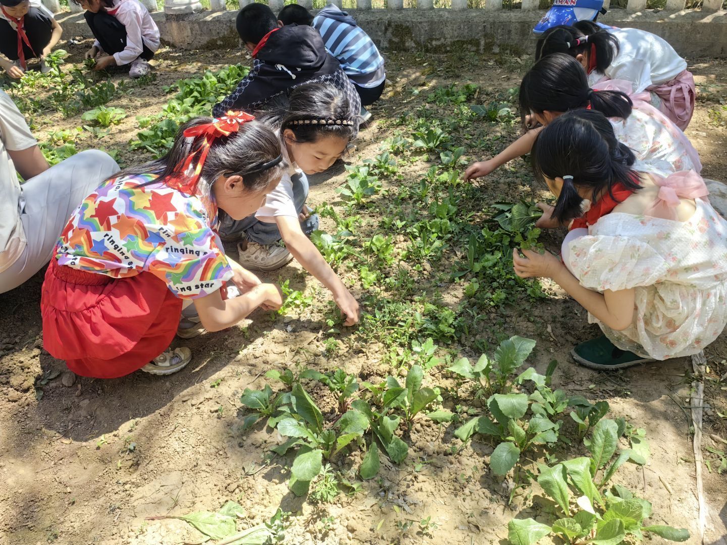 从春耕夏耘到成果分享　华亭娃的劳动“种子”发芽了