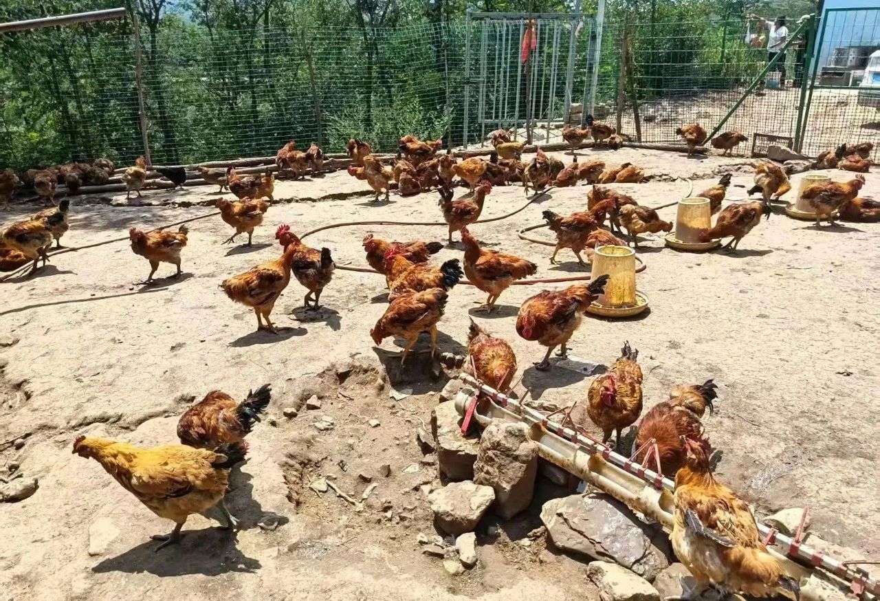 吃青草昆虫长大　华亭这儿的生态鸡供不应求
