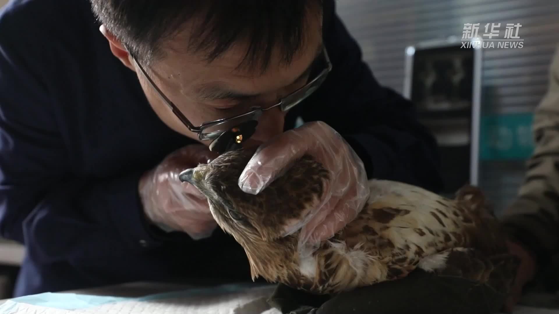 我心向碧霄 探访沈阳猛禽救助中心