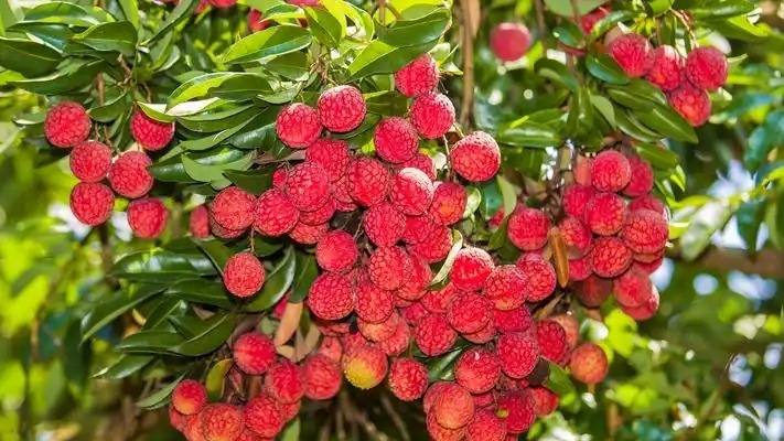 广西一树龄160年的古荔枝树无人管护，林业局：私人所有，采摘需树主同意