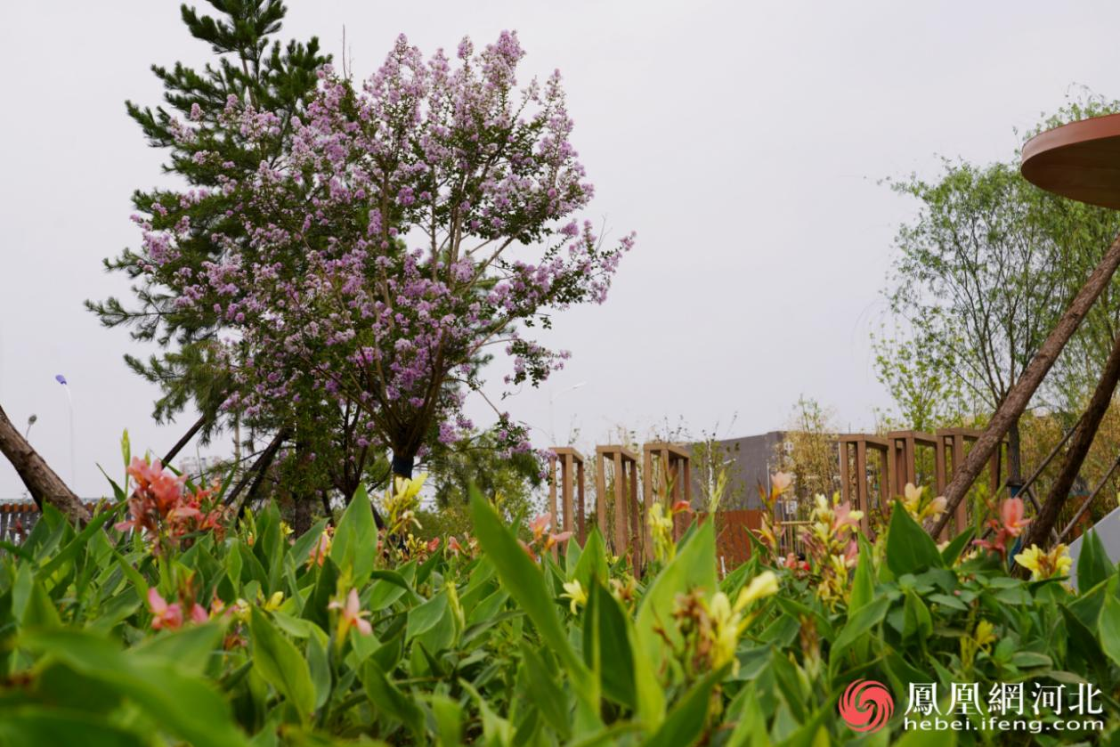 林语园内盛开鲜花场景