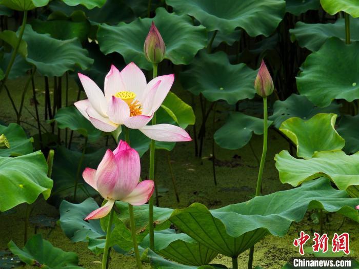 “荷”顏悅色 南昌水嵐洲半島荷塘綻放夏日浪漫