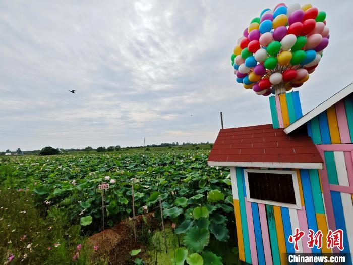 “荷”顏悅色 南昌水嵐洲半島荷塘綻放夏日浪漫
