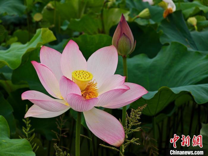 “荷”顏悅色 南昌水嵐洲半島荷塘綻放夏日浪漫