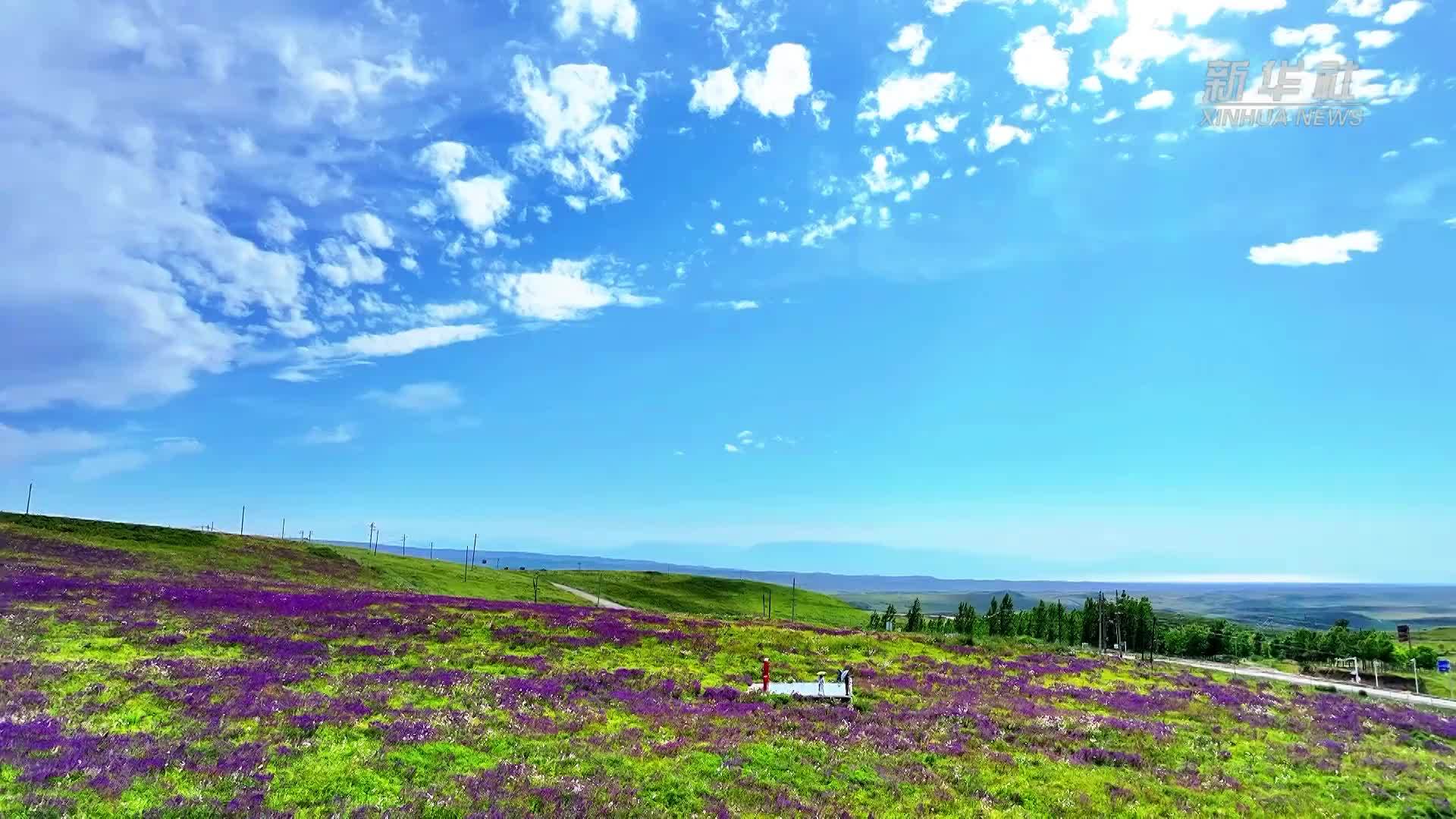 新疆裕民山花盛开 绘就夏日生态画卷