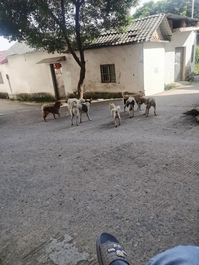湖口县第二中学附近流浪狗成群出没 威胁学生安全