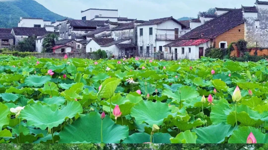 图片来源：婺源风景区