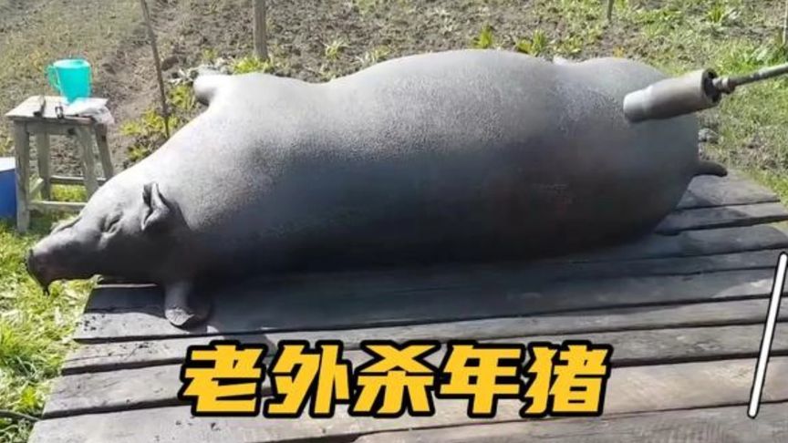 罗马尼亚人杀年猪，独特分割手法，与我们杀猪方式大不一样