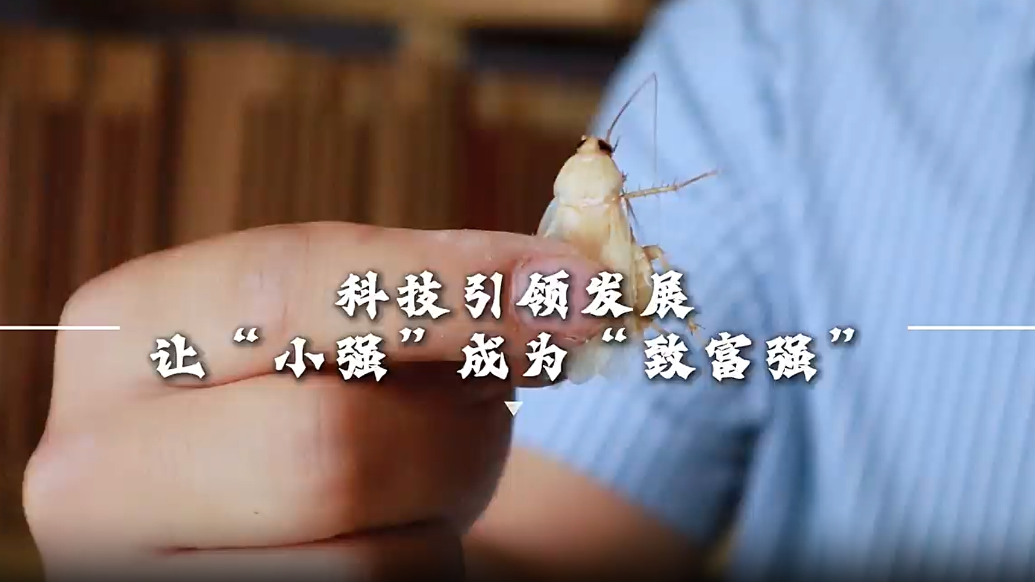 蟑螂能赚钱？有人养80亿只get致富新门路