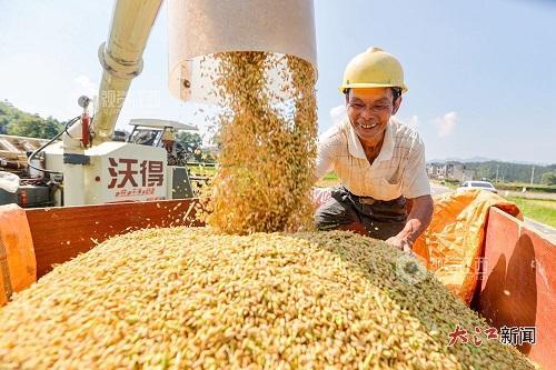 江西省吉安市峽江縣福民鄉(xiāng)小櫪村的農(nóng)民在收獲早稻 視覺(jué)江西 陳福平、黎海園、李剛 攝