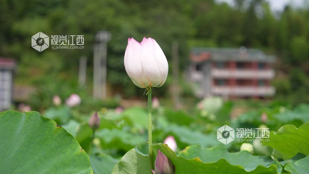 6月8日，在江西省永丰县君埠乡北寨村莲田里，白莲飘香四溢。娇艳荷花亭亭玉立，在翠绿荷叶间摇曳生姿，与美丽乡村相映成趣。游客们悠然漫步其间，沉醉于夏日独有的浪漫。