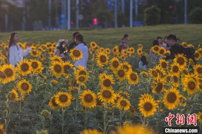 7月1日，江西南昌新建區，馬蘭圩濕地公園的大片向日葵正盛開，秀美的金色花海吸引了市民游客前來游園賞花。中新社記者 劉力鑫 攝