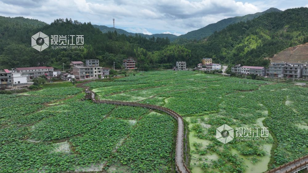 6月8日，在江西省永丰县君埠乡北寨村莲田里，白莲飘香四溢。娇艳荷花亭亭玉立，在翠绿荷叶间摇曳生姿，与美丽乡村相映成趣。游客们悠然漫步其间，沉醉于夏日独有的浪漫。