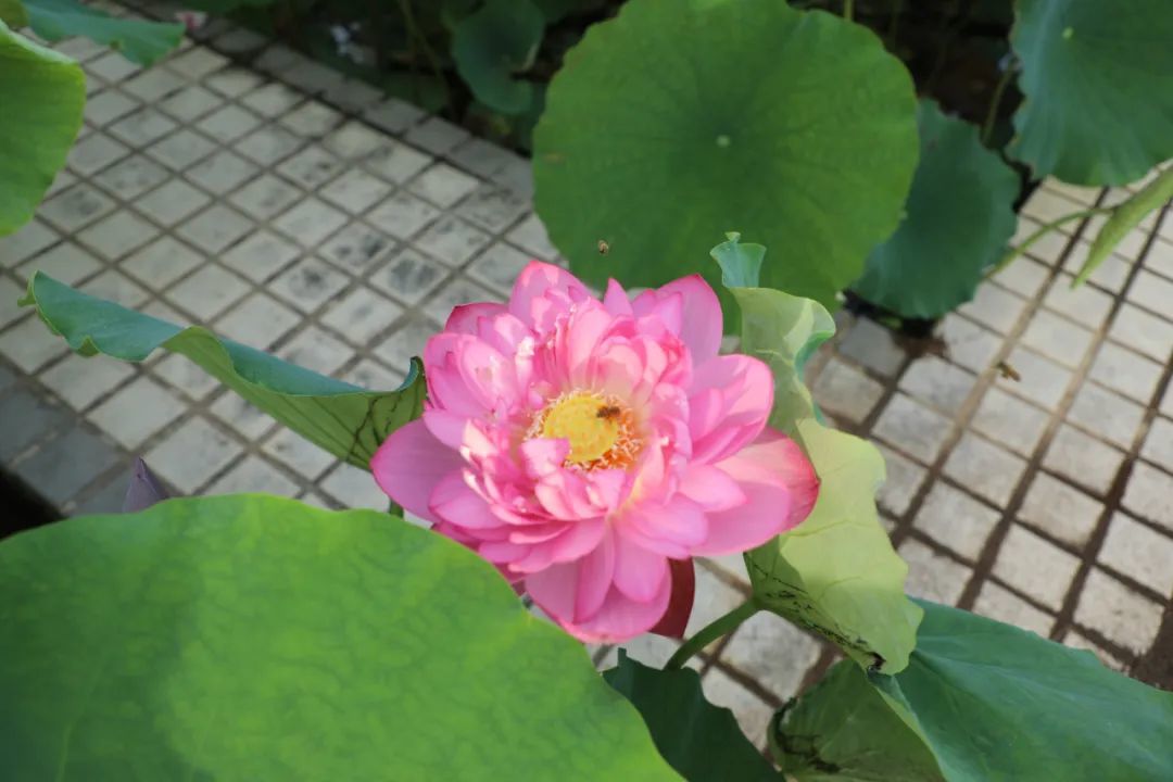图片来源：石城发布