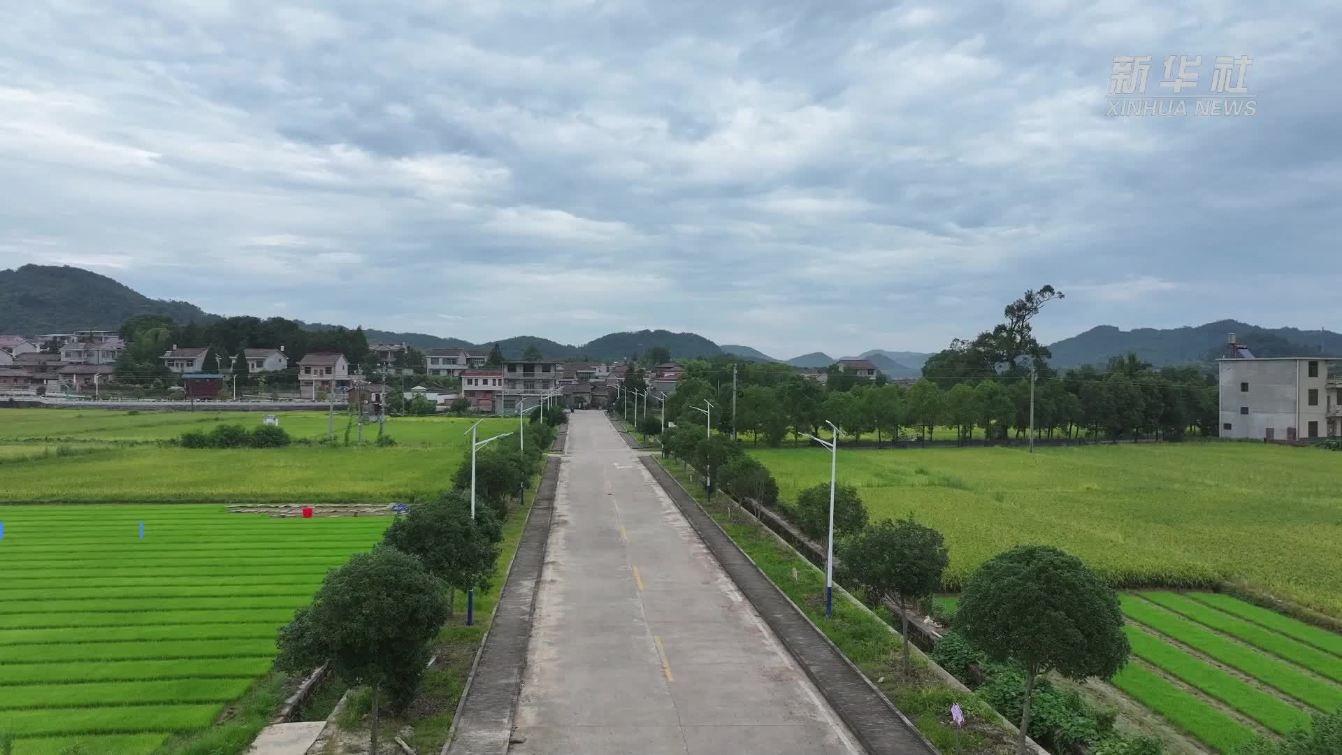 优质早稻丰收正当时