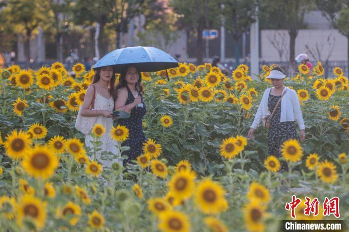 7月1日，江西南昌新建區，馬蘭圩濕地公園的大片向日葵正盛開，秀美的金色花海吸引了市民游客前來游園賞花。中新社記者 劉力鑫 攝