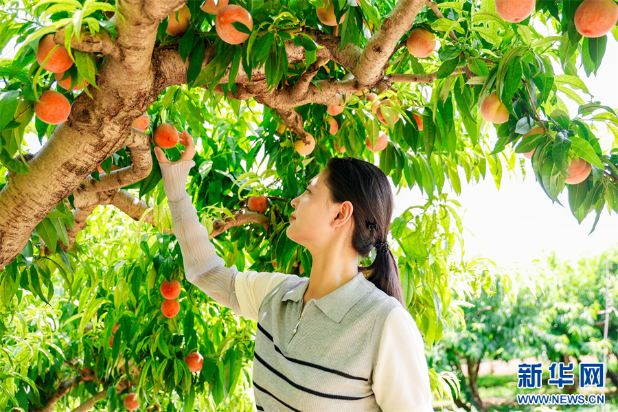 6月24日，内黄县豆公镇崔大晁村桃林，游客正在采摘鲜桃。
