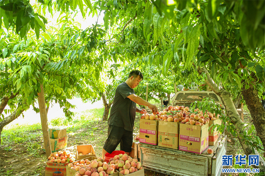 6月24日，内黄县豆公镇崔大晁村桃林，桃农正在装运刚采摘的鲜桃。