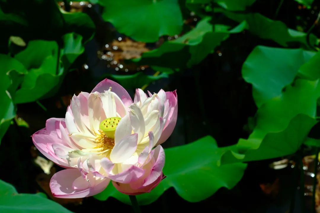 荷叶罗裙一色裁，芙蓉向脸两边开