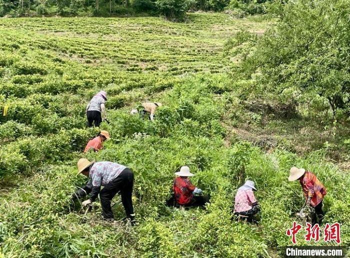 圖為江西省瑞昌市桂林街道光明村黃茶產業基地內，工人正在進行茶樹管護。瑞昌市融媒體中心供圖