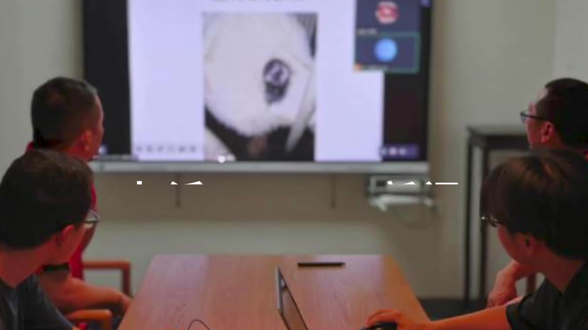 重庆动物园通报大熊猫渝贝脱毛现象：已联合专家优化治疗方案，采取持续性治疗措施