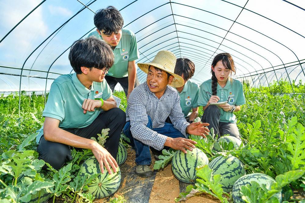 當日，學生們在種植戶的指導下了解西瓜種植技術和產業發展情況。