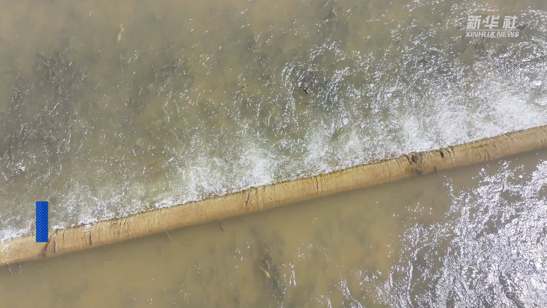 青海刚察迎来湟鱼洄游高峰期