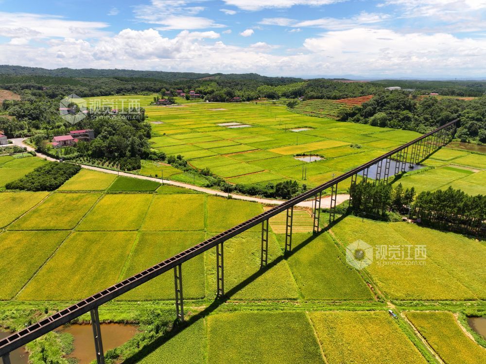 6月27日，江西省吉安市泰和縣上模鄉油洲村高架引水工程橫跨金色田園，為水稻灌溉輸送源源不斷的生態活水，保障糧食豐產豐收。