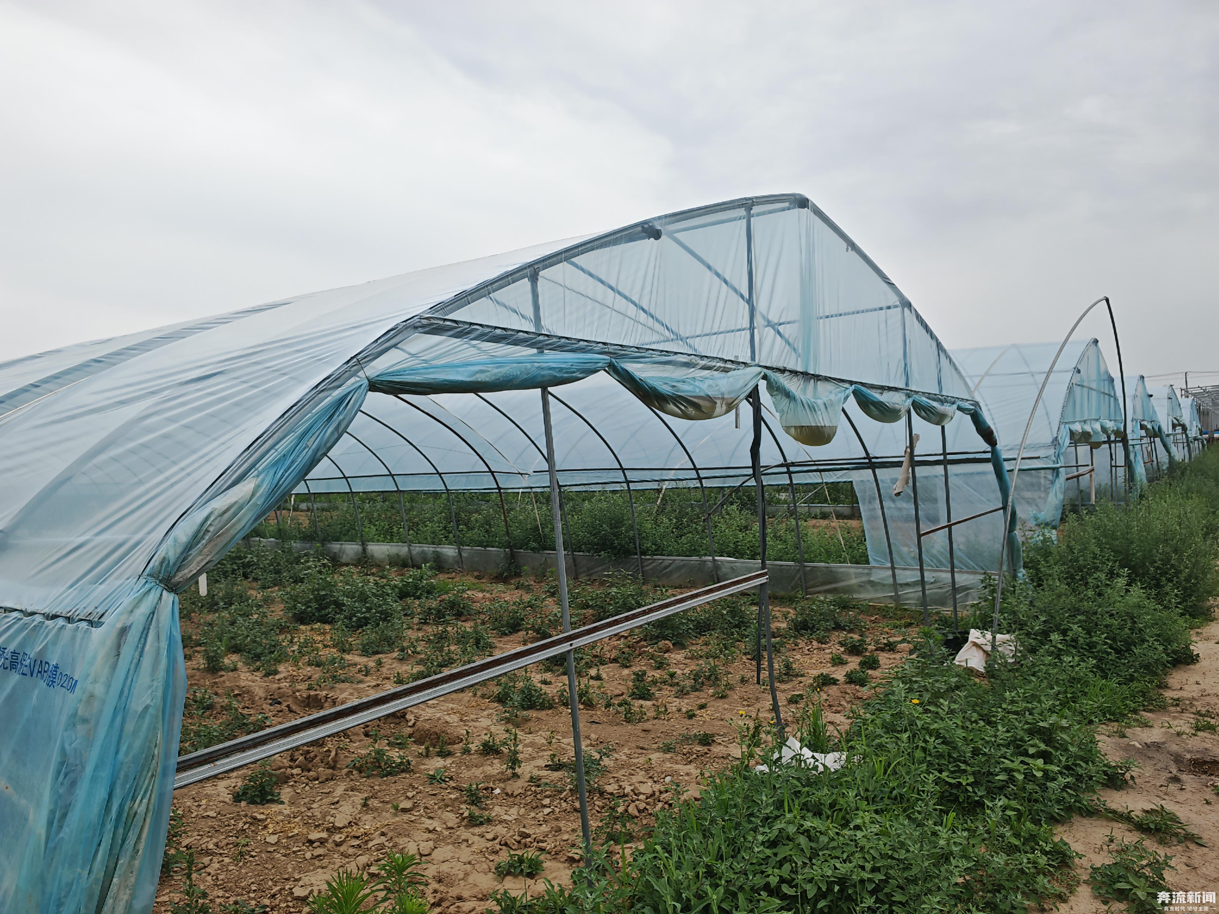 合作社涉嫌违约　菜农90座大棚遭断水几近绝收