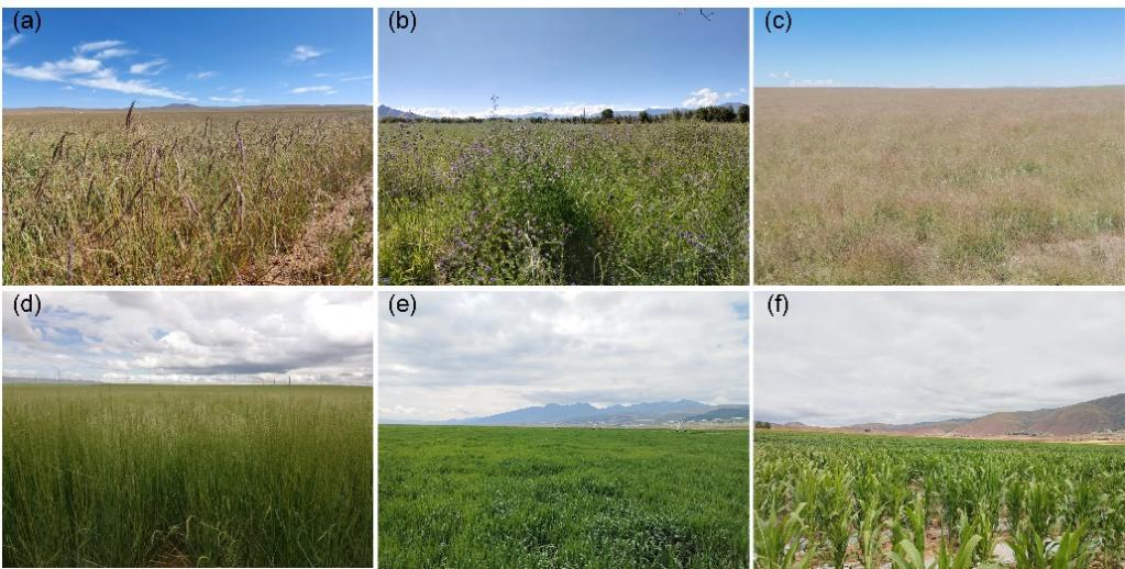青藏高原主要的人工草地类型,包括(a)垂穗披碱草、(b)紫花苜蓿、(c)扁茎早熟禾、(d)黑麦草、(e)燕麦、(f)青贮玉米。