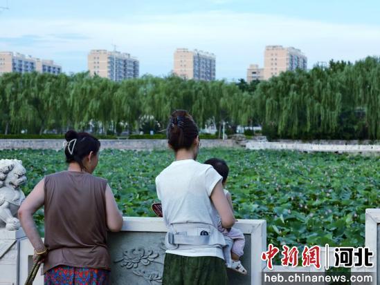 图为游客在欣赏荷花。 孙雨蝶 摄