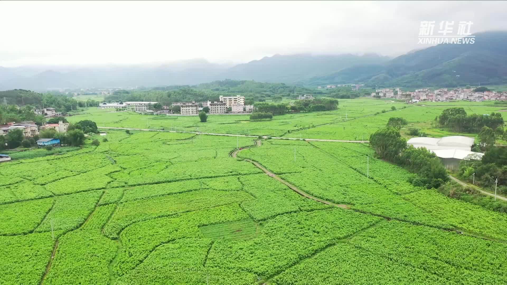 广西蒙山：立体蚕房为传统蚕桑产业注入新动能