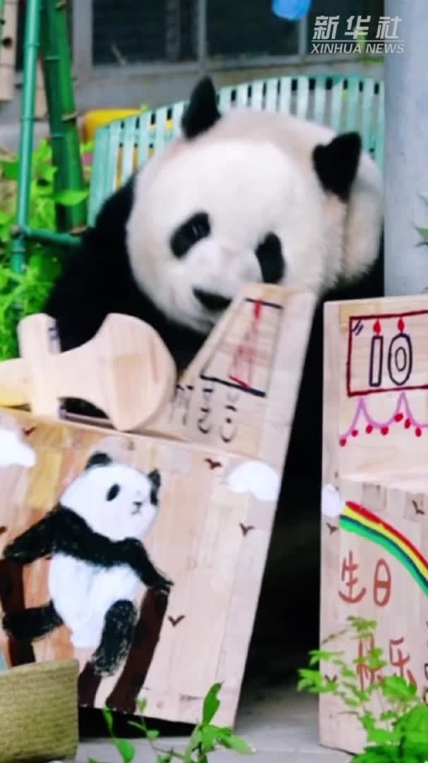 大熊猫“萌兰”10岁啦