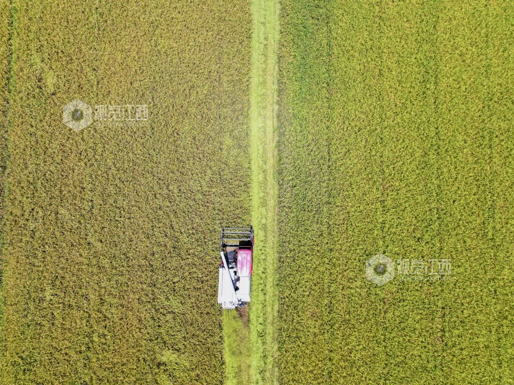 7月3日，江西省吉安市泰和县塘洲镇粮食主产区，农民驾驶收割机正在抢收早稻。