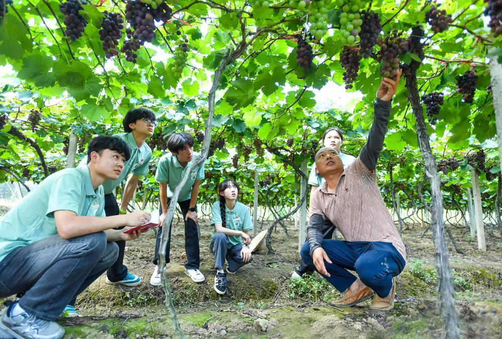6月30日，該鎮畔龍村葡萄種植基地，促進團的學生在了解葡萄種植技術和產業發展情況。