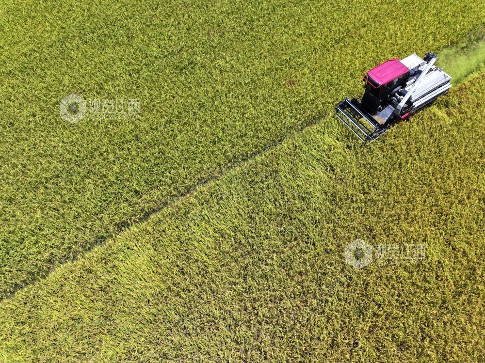 7月3日，江西省吉安市泰和县塘洲镇粮食主产区，农民驾驶收割机正在抢收早稻。