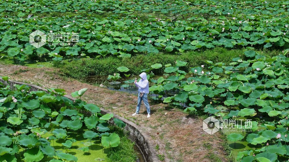 6月8日，在江西省永丰县君埠乡北寨村莲田里，白莲飘香四溢。娇艳荷花亭亭玉立，在翠绿荷叶间摇曳生姿，与美丽乡村相映成趣。游客们悠然漫步其间，沉醉于夏日独有的浪漫。